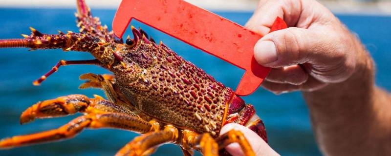 澳龙是淡水还是海水养（澳龙能淡水养吗）