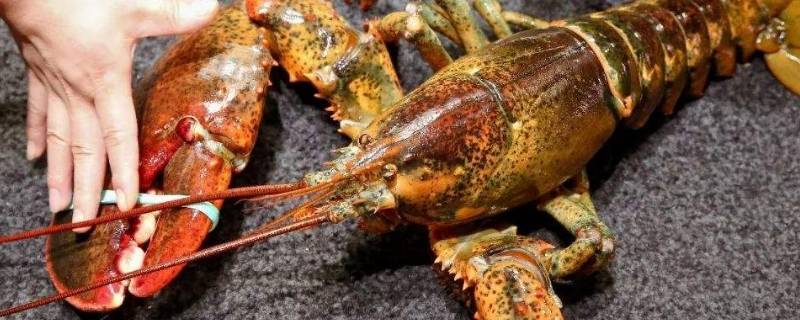 大波龙蒸几分钟（小波龙蒸几分钟）