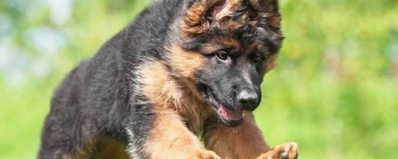 允许养德牧的城市（不允许养德牧的城市）