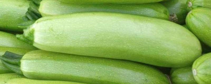 角瓜怎么切菱形片 角瓜怎么切成片