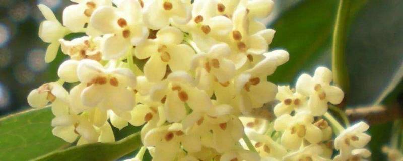桂花为什么要蒸一下 桂花要蒸一下吗