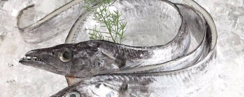 白眼带鱼和黄眼带鱼有什么区别 白眼带鱼和黄眼带鱼有什么区别呢