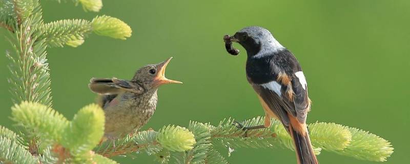 小鸟从什么飞起来（小鸟从什么飞起来补充句子）