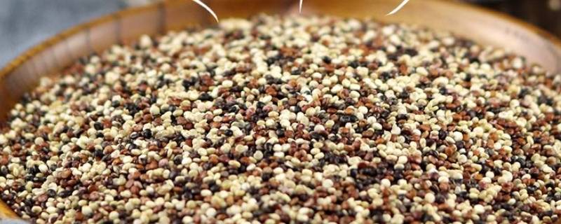 藜麦米是什么米（藜麦米是什么米怎么吃）