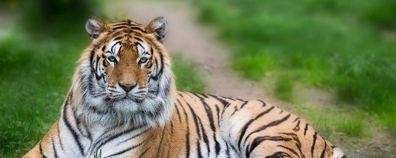 东北虎怎么区分（东北虎怎么区分花纹还是体型）