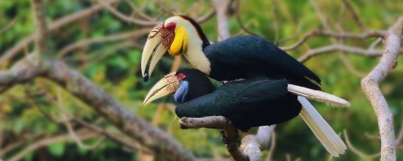 犀鸟是几级保护动物（双角犀鸟是几级保护动物）