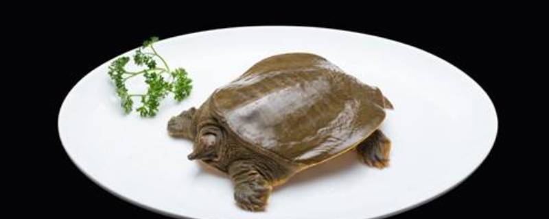 甲鱼油要不要去掉（甲鱼油怎么处理才能好吃）