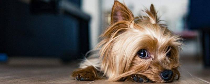 宠物可以托运吗 坐火车宠物可以托运吗