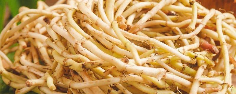 鱼腥草常见吗（鱼腥草是怎样的）