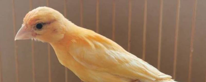芙蓉鸟是什么意思 芙蓉鸟是什么意思汉典