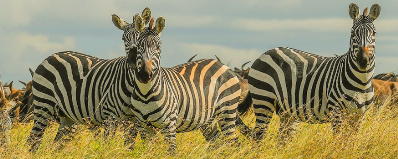 斑马为什么是黑白条纹 斑马为什么是黑白条纹 故事