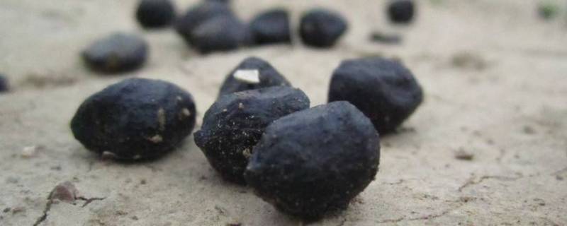 羊粪放一冬天能直接用吗 冬天羊粪可以直接撒在地上吗