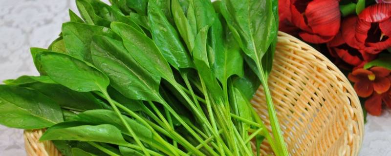 叶菜是什么菜 一种大叶菜是什么菜