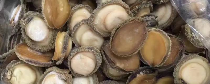 干鲍鱼泡发多久（干鲍鱼泡发多久可以食用）