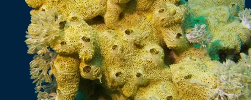 海绵的滤食性 海绵的滤食性直接适应