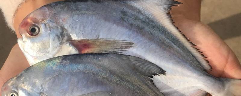 银鲳鱼怎么清理内脏 银鲳鱼怎么去内脏