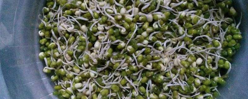 生绿豆芽大头了咋办 生绿豆芽脑袋大芽短怎回事