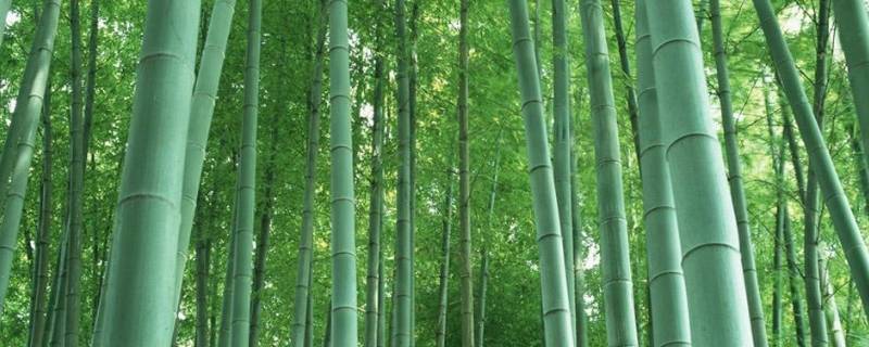 锅台上能长竹子吗 锅台上能长竹子吗打三D数字