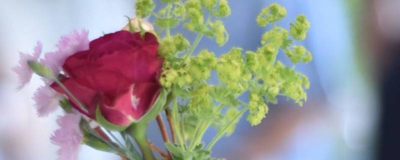 鲜花如何保养存活的时间长（鲜花如何长时间保鲜）