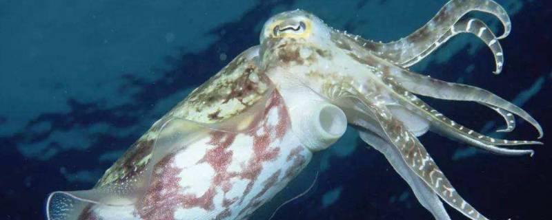 墨鱼里面透明胶状物是什么 墨鱼肚子里透明的胶质是什么