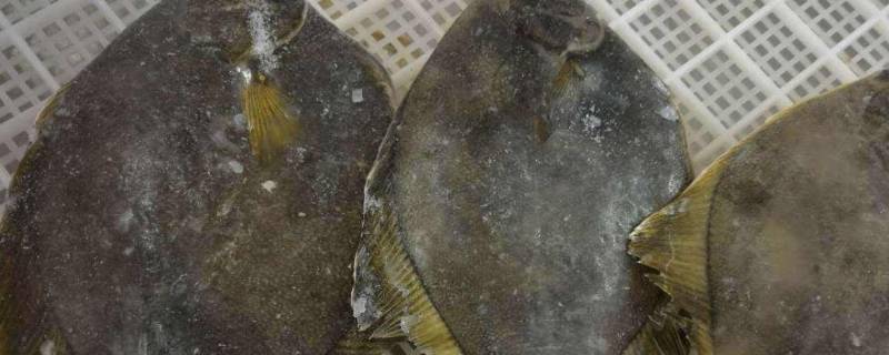 比目鱼有鱼鳞吗 比目鱼是无鳞鱼吗