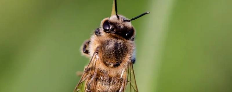 蜜蜂蜂王死了其他蜜蜂都会死吗 蜜蜂王死了蜜蜂知道