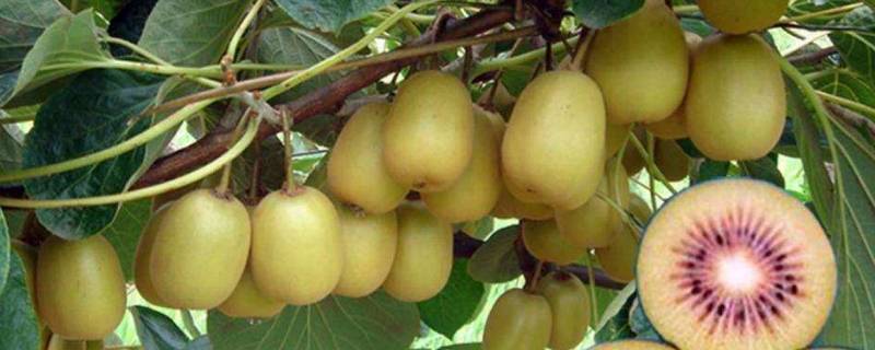 猕猴桃能不能放冰箱里保鲜 猕猴桃能不能放冰箱里保存