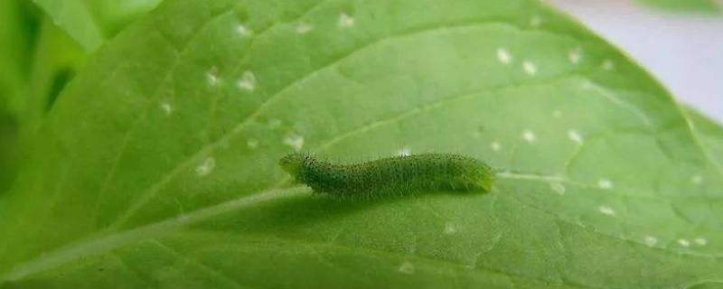 能虫是什么动物（能虫是什么虫）