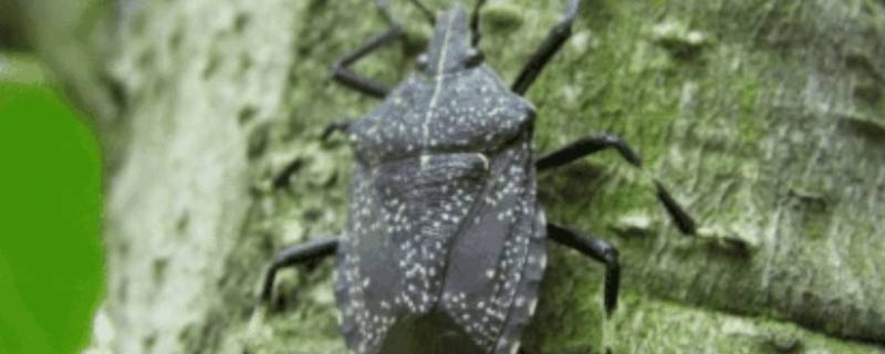 如何防止臭屁虫进屋 怎么能让臭屁虫不进屋