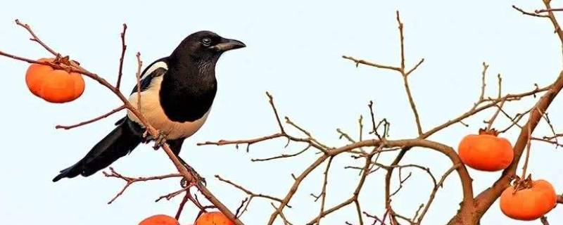 喜鹊的资料和特点（喜鹊的特性和特点）