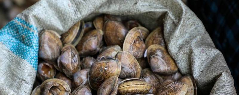 活蚬子怎么保存 活蚬子怎么保存一天一宿