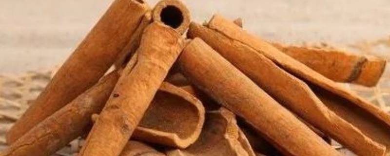 桂皮怎么挑选 桂皮选什么样子的好些