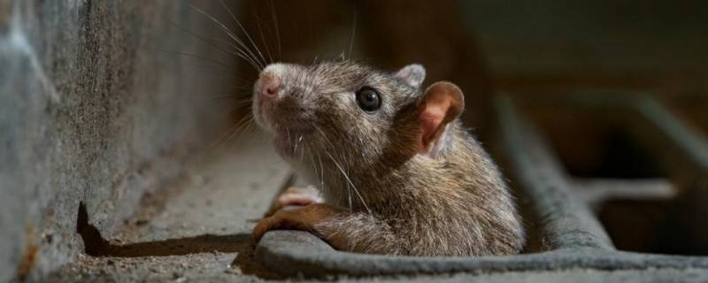 家里打死的老鼠能吃吗（家里老鼠可以打死吗）