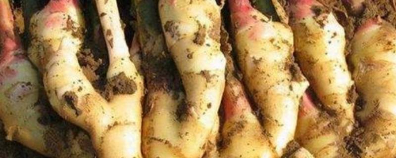 生姜的储藏三种方法（新鲜生姜的家庭储藏方法）