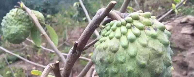 佛头果是什么果 佛头果的功效