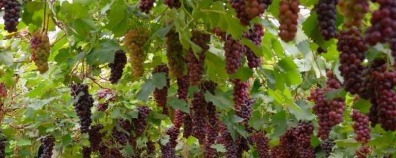 葡乡是什么东西 葡村是哪里