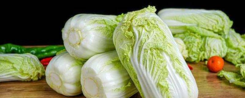 冬天大白菜怎么储存新鲜（冬天大白菜怎么储存好）