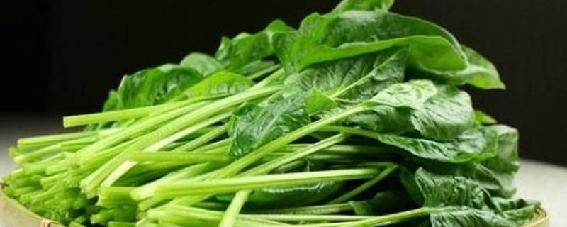 叶菜类蔬菜可以放冰箱吗（菜叶需要放冰箱吗）