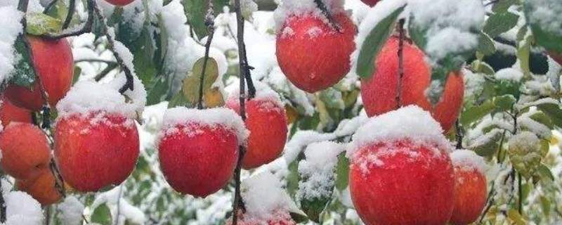雪果是什么苹果 雪糖果苹果是哪里的
