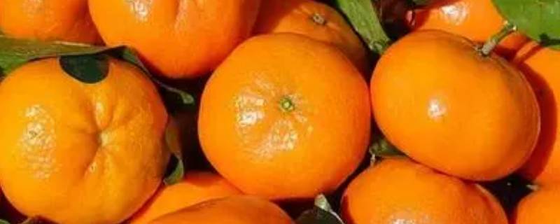 橘子有公母之分吗 橘子公母是怎么分别的