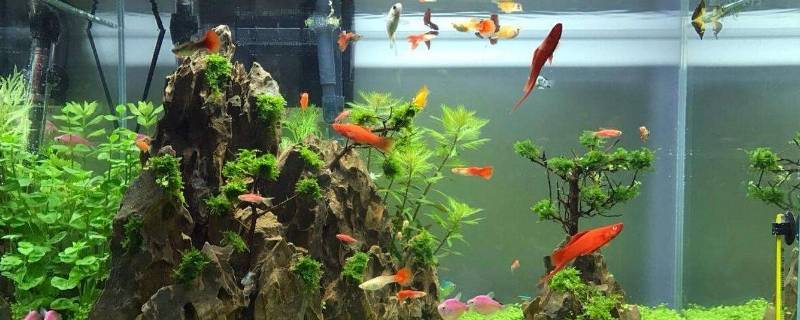 鱼缸出水口在水面下还是水面上（鱼缸鸭嘴出水口最佳位置图）