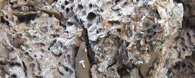 蚂蚁洞大多朝哪（蚂蚁洞朝哪里）