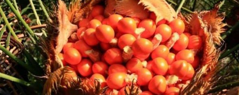 铁树果怎么处理才能吃（铁树果吃了怎么办）