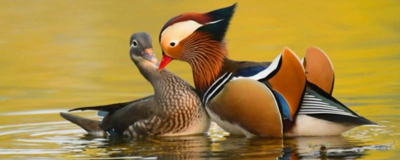 鸳鸯中的鸳指的是雄鸟还是雌鸟（鸳鸯中的鸳是什么鸟）