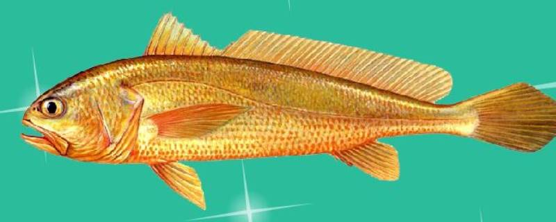 石首鱼是什么鱼 石首鱼是什么鱼啊