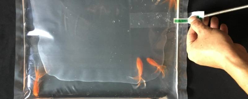 鱼在氧气袋里能坚持多久 鱼在氧气袋里能活一星期吗