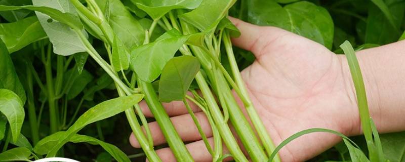 油菜籽长出来的苗子能不能吃（刚长出来的油菜苗能吃吗）