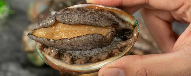 杀了的鲍鱼如何保存方法 杀过的鲍鱼如何保存