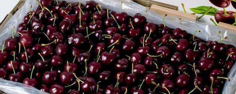 车厘子为什么中国没有（车厘子为啥中国没有）