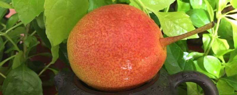 七彩梨是什么梨（七彩梨 百度百科）